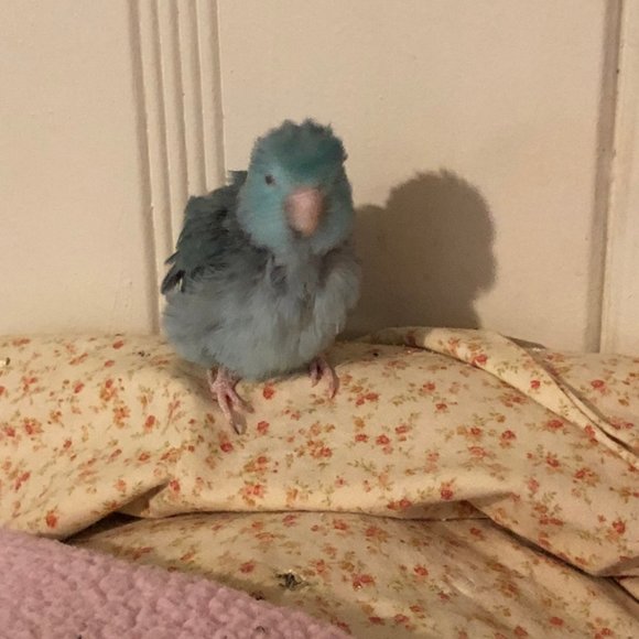 Meet your Posher, Savannagh - Picture 4 of 5